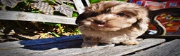 Havapoo dogs for sale: Picasso - Ad 8