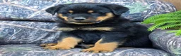 Rottweiler dogs for sale: Dominic - Ad 3
