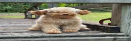 Cockapoo dogs for sale: Pal - Ad 5