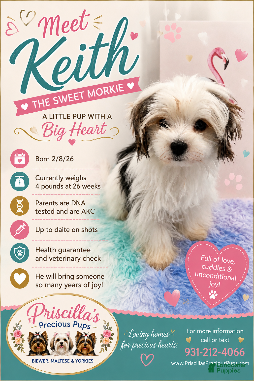 Yorkshire Terrier dogs Keith - Ad 2