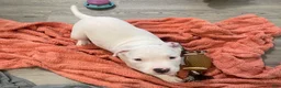 American Bully dogs for sale: Elvis  - Ad 3