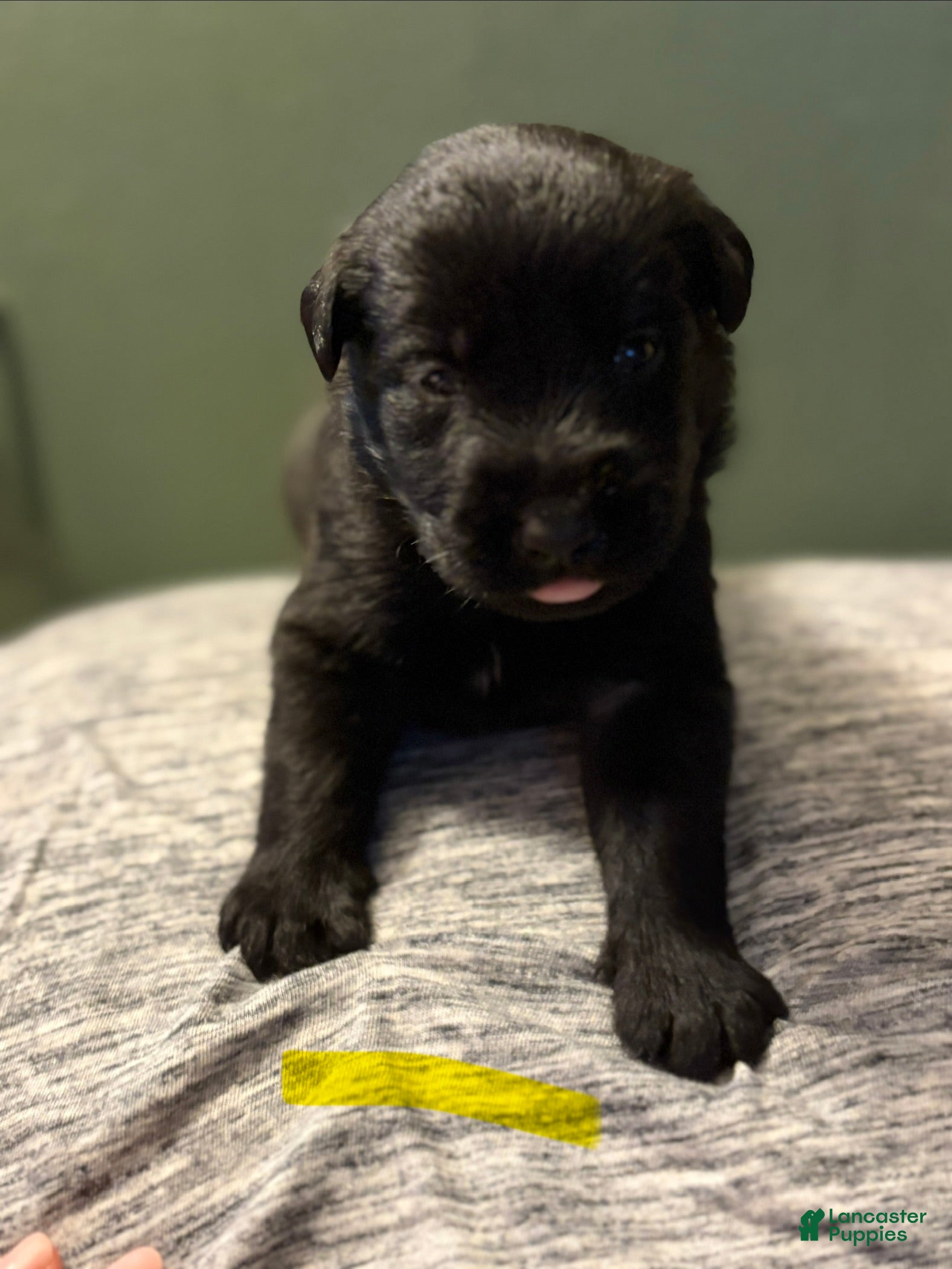 Mixed Breed dogs Belgian x Giant Schnauzer mix 4 yellow collar - Ad 26
