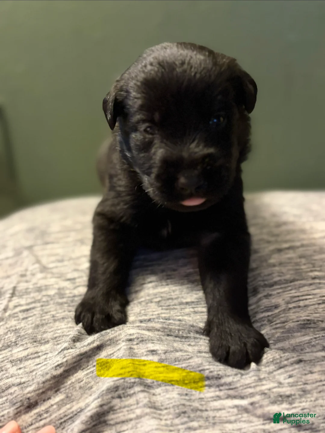 Mixed Breed dogs for sale: Belgian x Giant Schnauzer mix 4 yellow collar - Ad 1