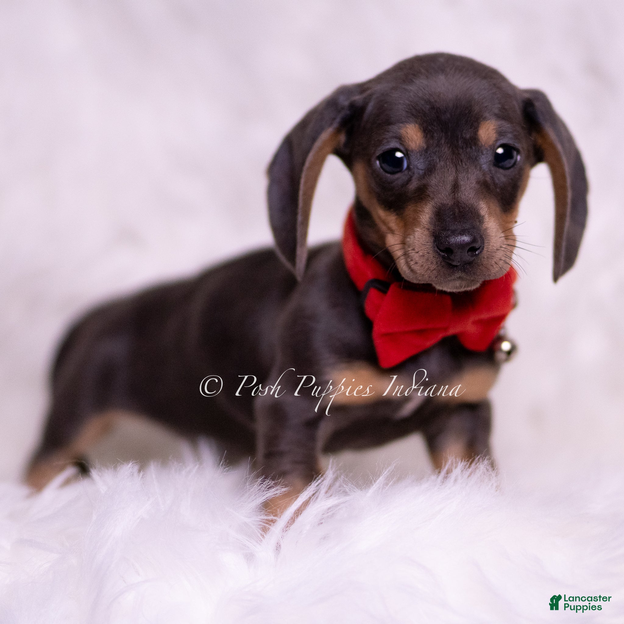 Miniature Dachshund dogs Theo - Ad 2