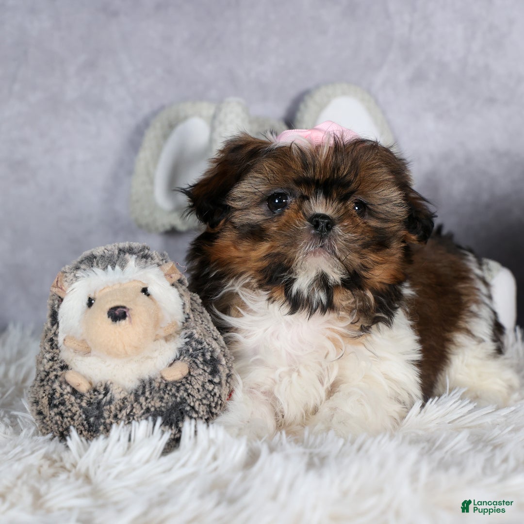Shih Tzu dogs for sale: OAKLEY - Ad 4