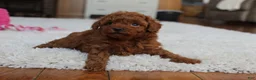 Toy Poodle dogs for sale: Mia - Ad 7