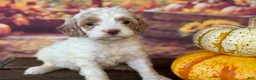 Cockapoo dogs for sale: Ruby - Ad 9