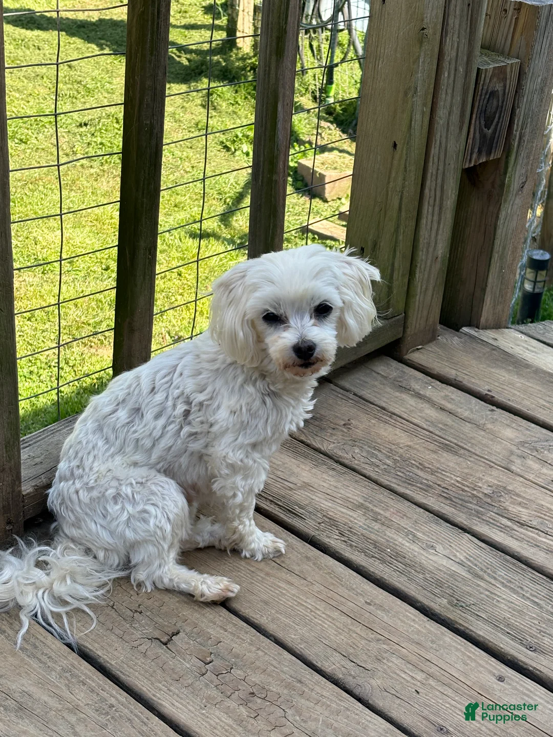 Maltese dogs for sale: Maltese Puppy 1 - Ad 2