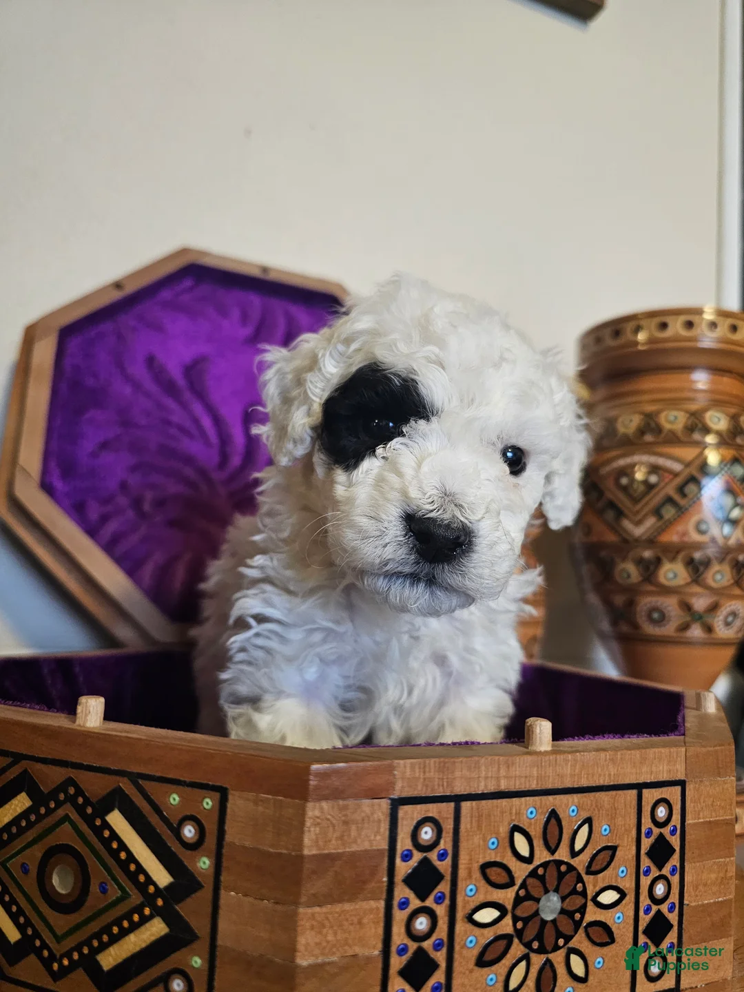 Mini Goldendoodle dogs for sale: Aspen - Ad 9