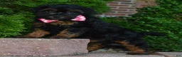 Shihpoo dogs for sale: Sunny - Ad 4