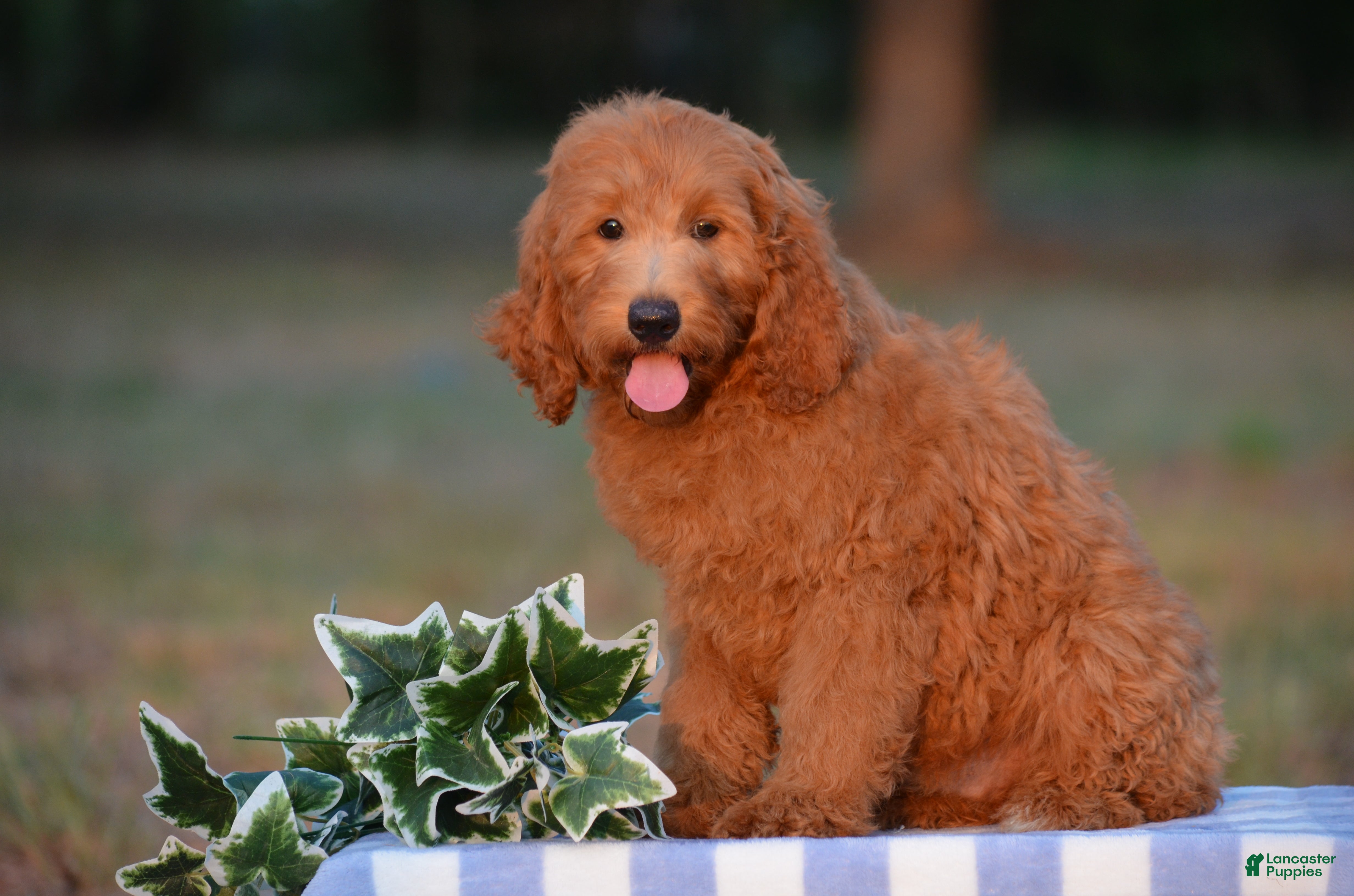 Mini Goldendoodle dogs Alan  - Ad 2