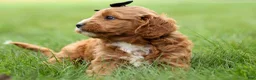 Cavapoo dogs for sale: Max 🐾🐶 - Ad 16