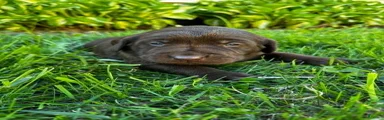 Pascal