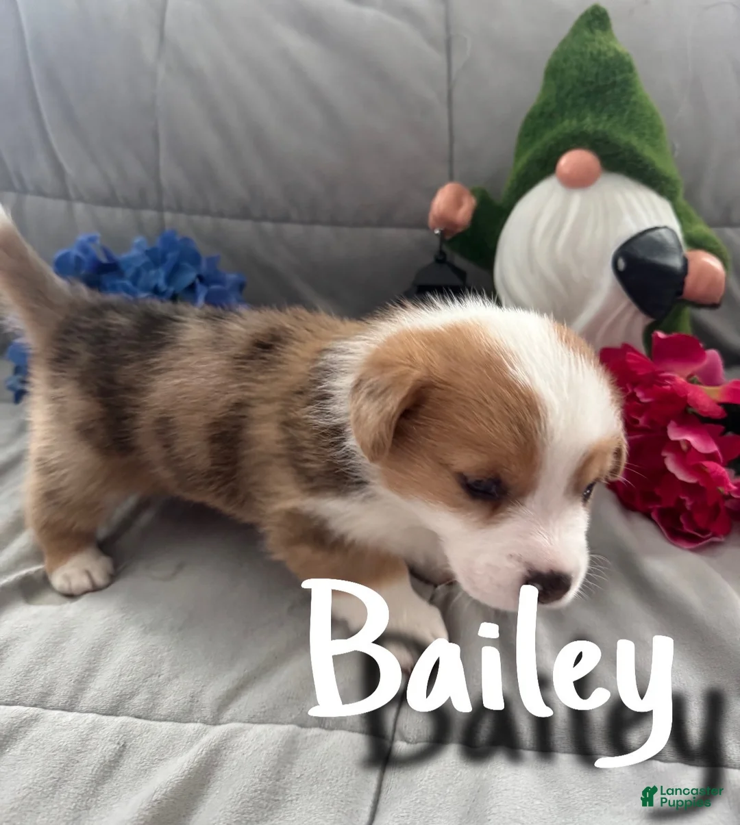 Welsh Corgi Pembroke dogs for sale: Bailey - Ad 2