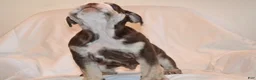 English Bulldog dogs for sale: Bandit (Chocolate Trindle) - Ad 4