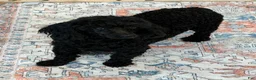 Miniature Poodle dogs for sale: Ebony - Ad 2