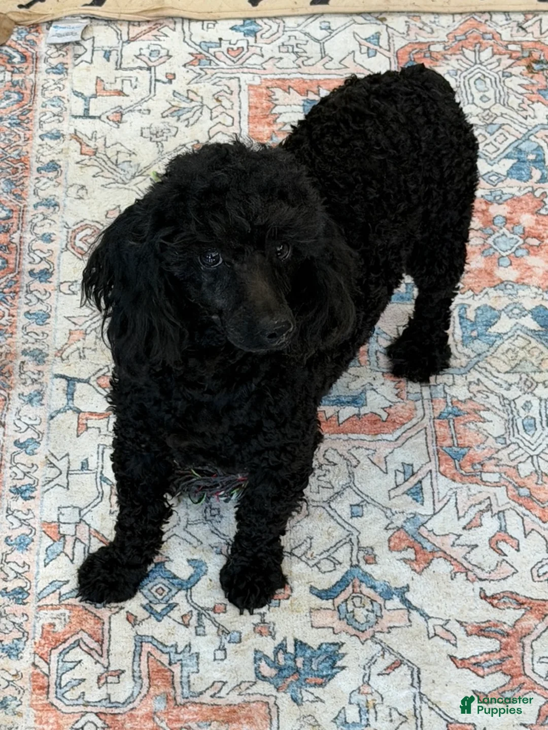 Miniature Poodle dogs for sale: Ebony - Ad 2