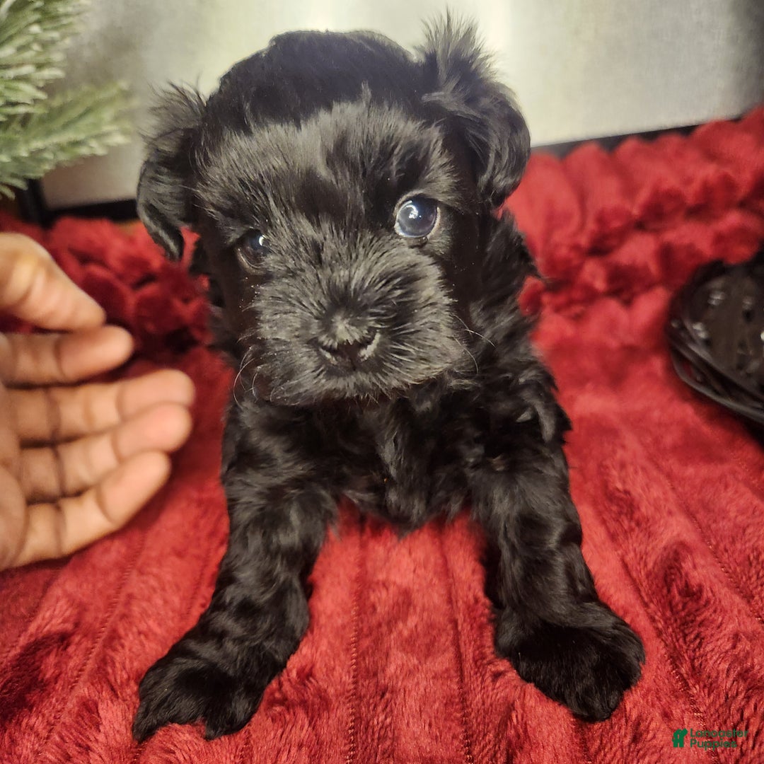 Shihpoo dogs for sale: Shihpoo Puppy 1 - Ad 2