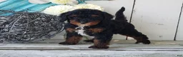 Cavapoo dogs for sale: Diamond - Ad 3
