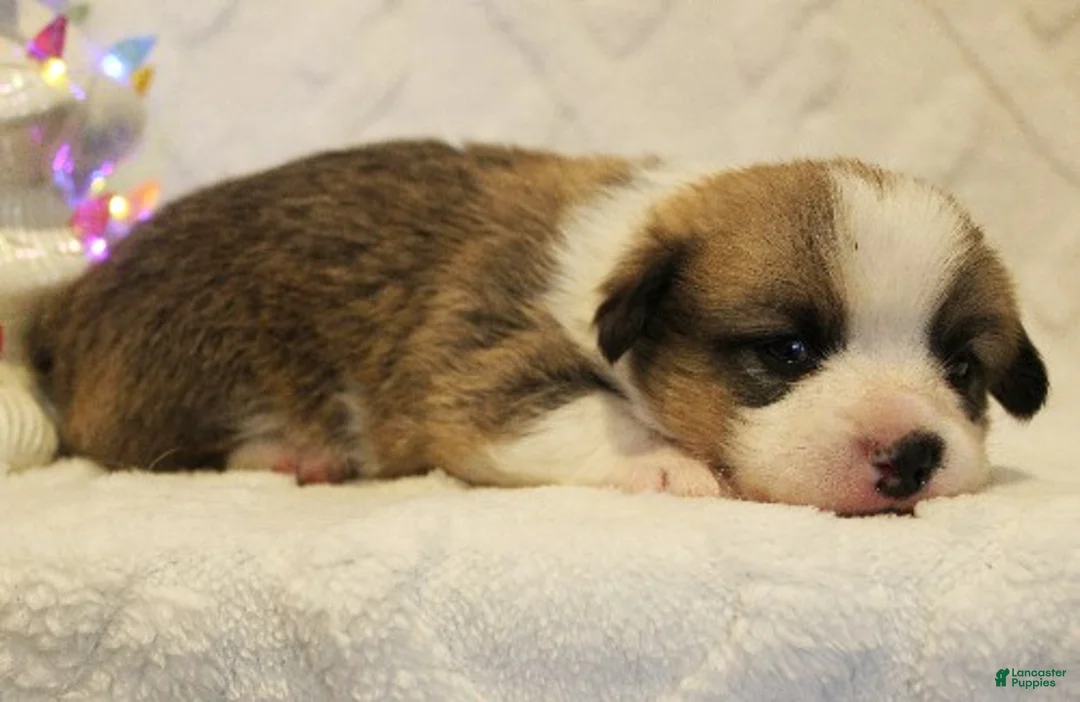 Welsh Corgi Pembroke dogs for sale: Elsa Genetically CLEAR - Ad 16