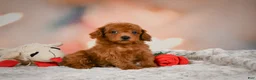 Toy Poodle dogs for sale: Chip - Ad 3