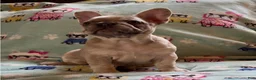French Bulldog dogs for sale: French Bulldog 3 - Ad 7