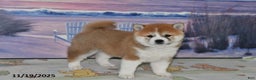 Shiba Inu dogs for sale: Bethany - Ad 5