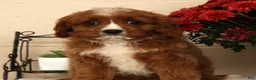 Cavapoo dogs for sale: Ace - Ad 9