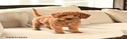 Miniature Labradoodle dogs for sale: Rusty - Ad 13