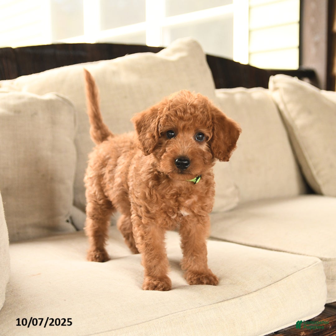 Miniature Labradoodle dogs for sale: Rusty - Ad 13
