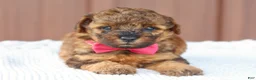 Toy Poodle dogs for sale: Amber - Ad 6