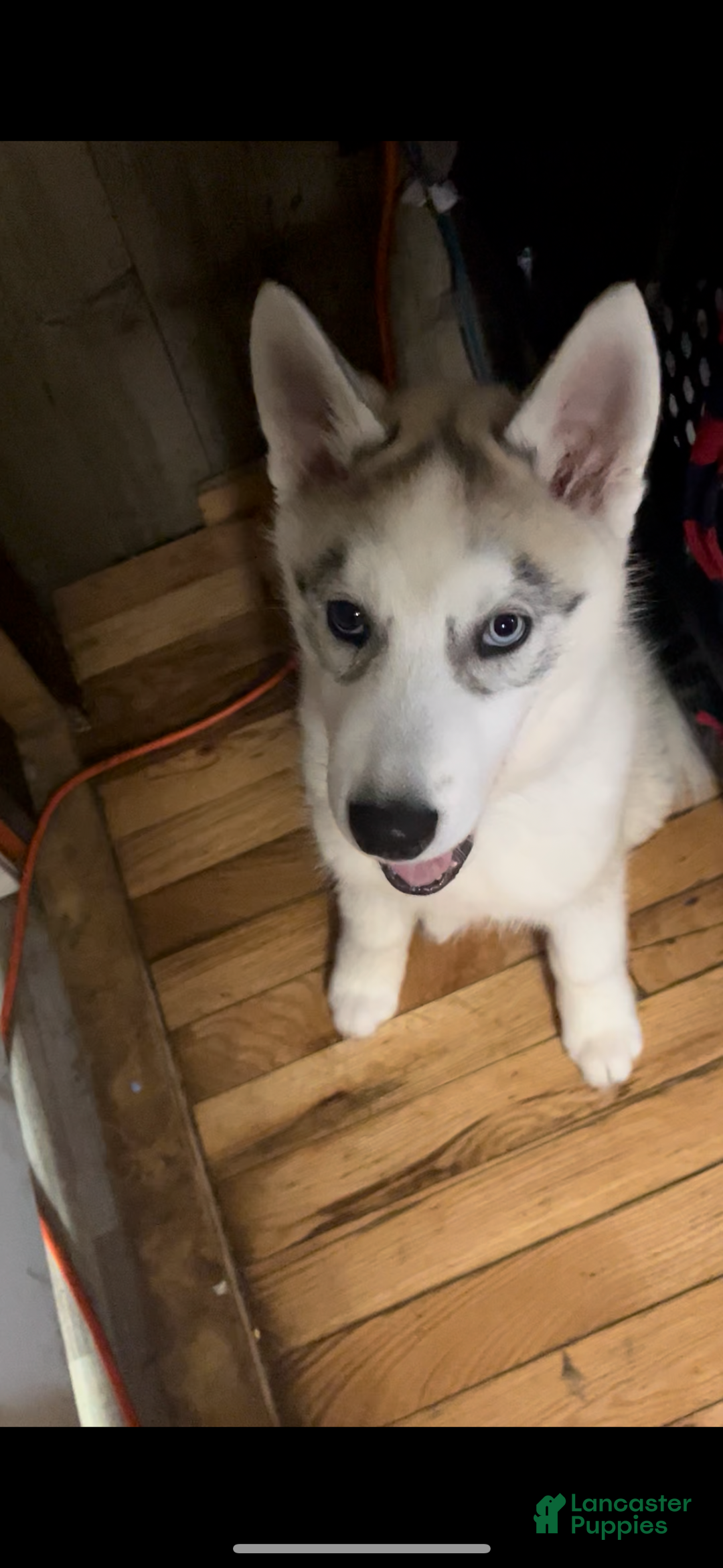 Siberian Husky dogs for sale: Siberian Husky  - Ad 4