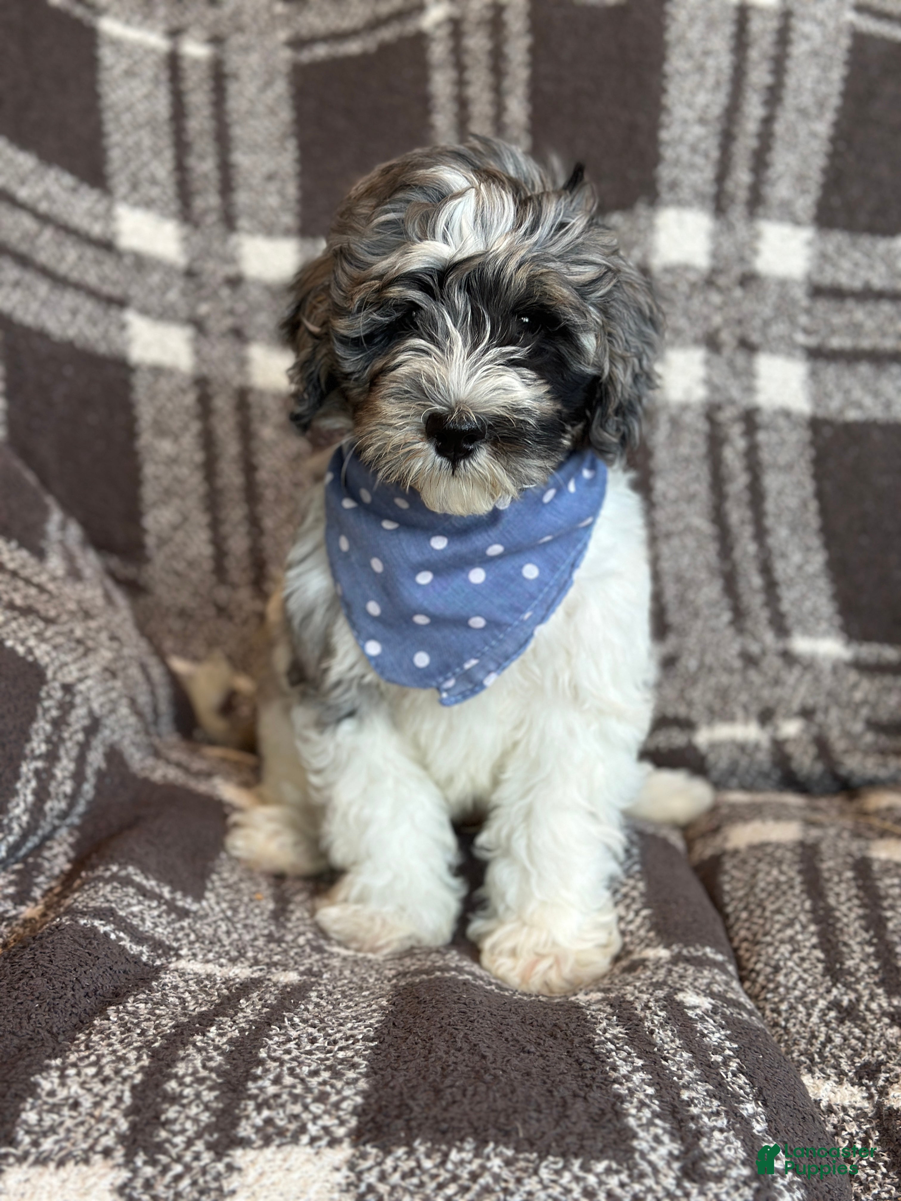 Bernedoodle dogs Winnie - Ad 2