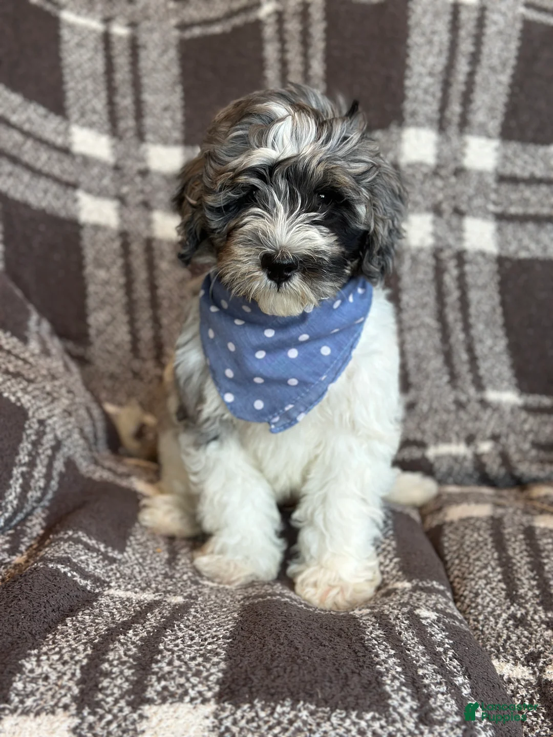 Bernedoodle dogs for sale: Winnie - Ad 2