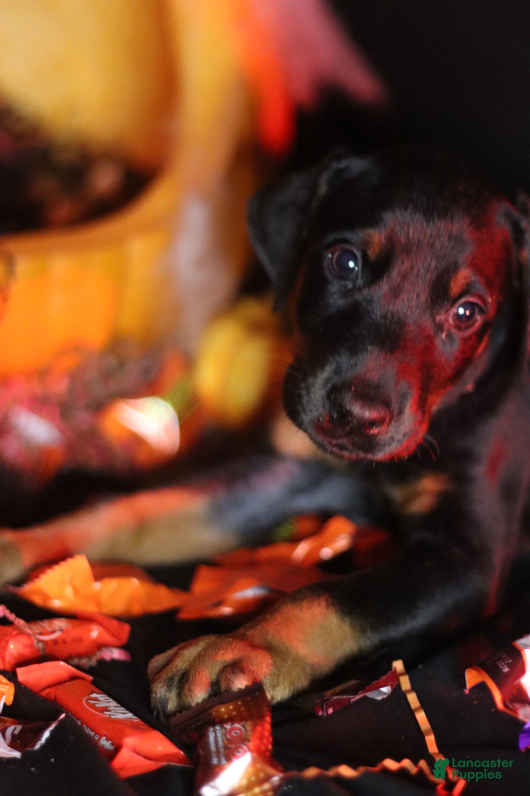 Doberman Pinscher dogs for sale: Pepper Jack - Ad 1