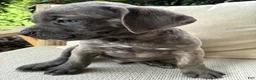 Cane Corso dogs for sale: Cane Corso Blue Brindle  - Ad 2