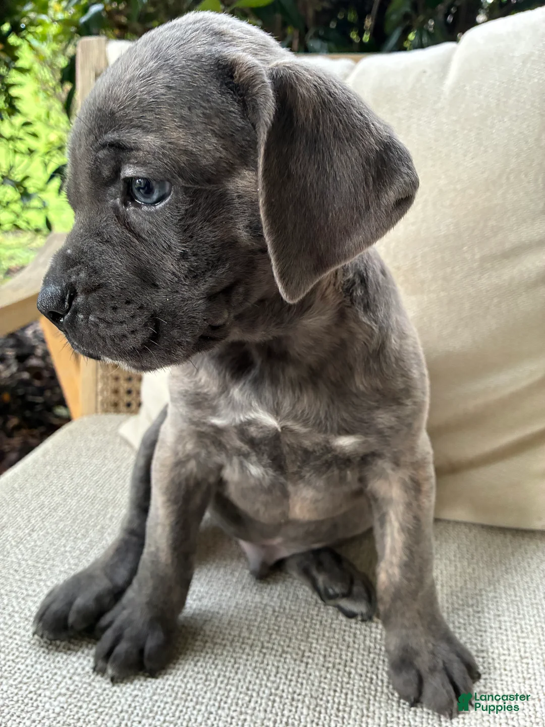 Cane Corso dogs for sale: Cane Corso Blue Brindle  - Ad 2