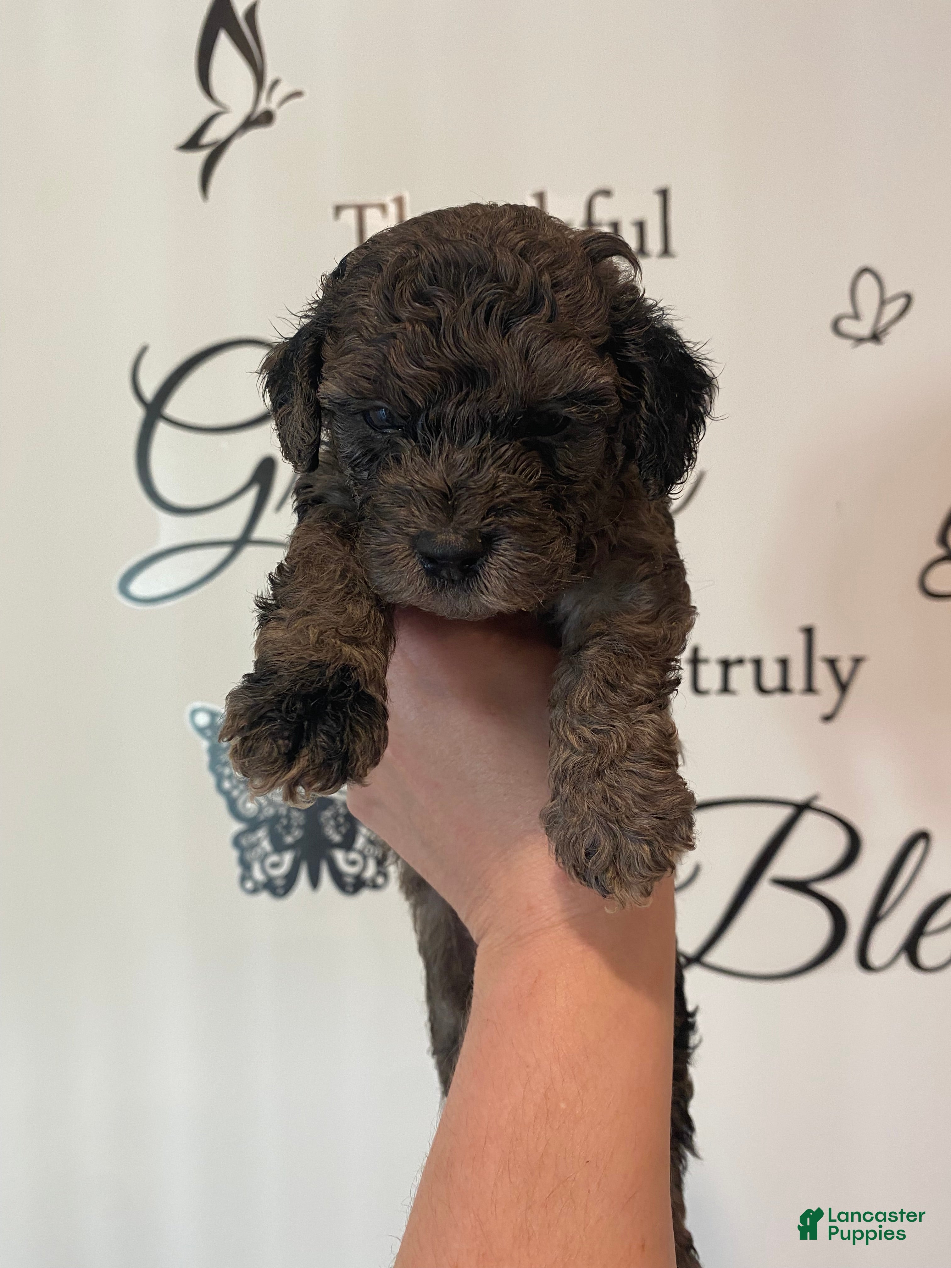 Toy Poodle dogs Boy 1 - Ad 2