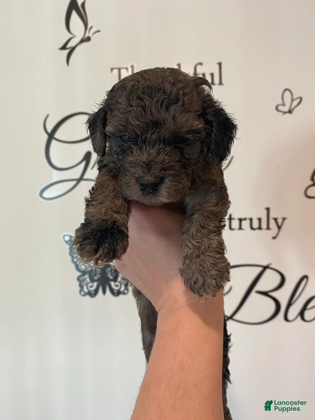 Toy Poodle dogs for sale: Boy 1 - Ad 2