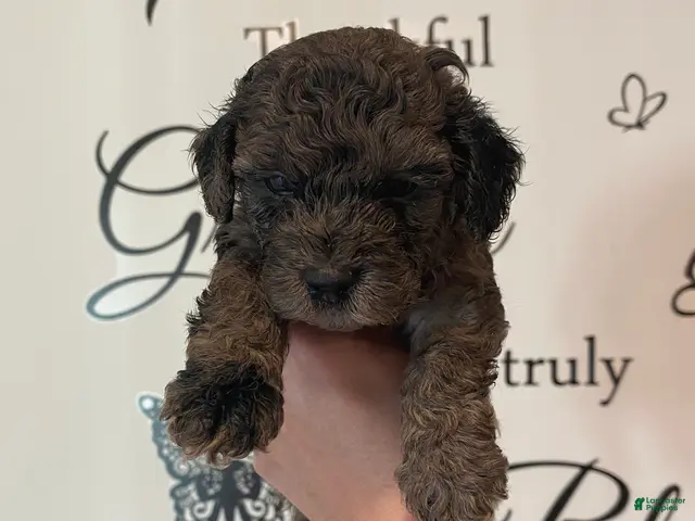 Toy Poodle dogs Boy 1 - Ad 2