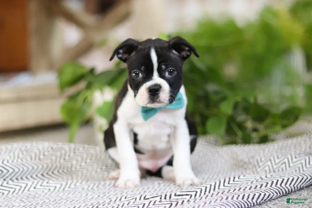 Boston Terrier dogs for sale: Snickers - Ad 2