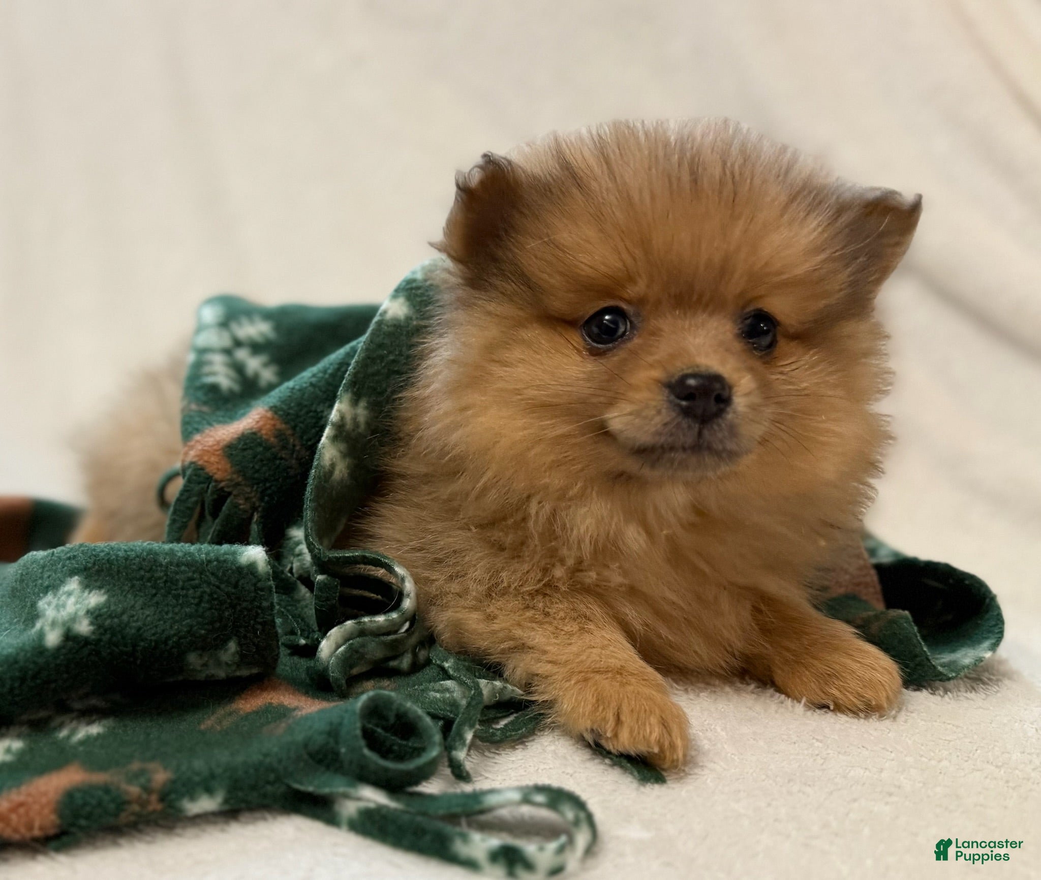Pomeranian dogs for sale: Darcy - Ad 1