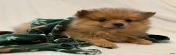 Pomeranian dogs for sale: Darcy - Ad 1