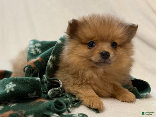 Pomeranian dogs for sale: Darcy - Ad 1