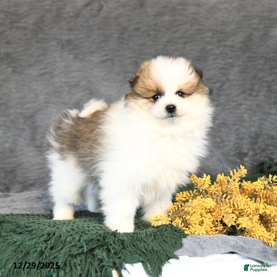 Pomeranian dogs for sale: Forrest - Ad 1