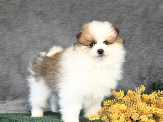 Pomeranian dogs Forrest - Ad 10
