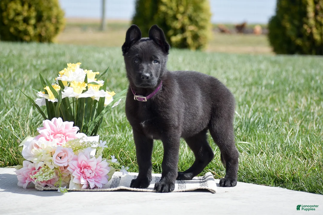 German Shepherd dogs for sale: Ruby - Ad 2