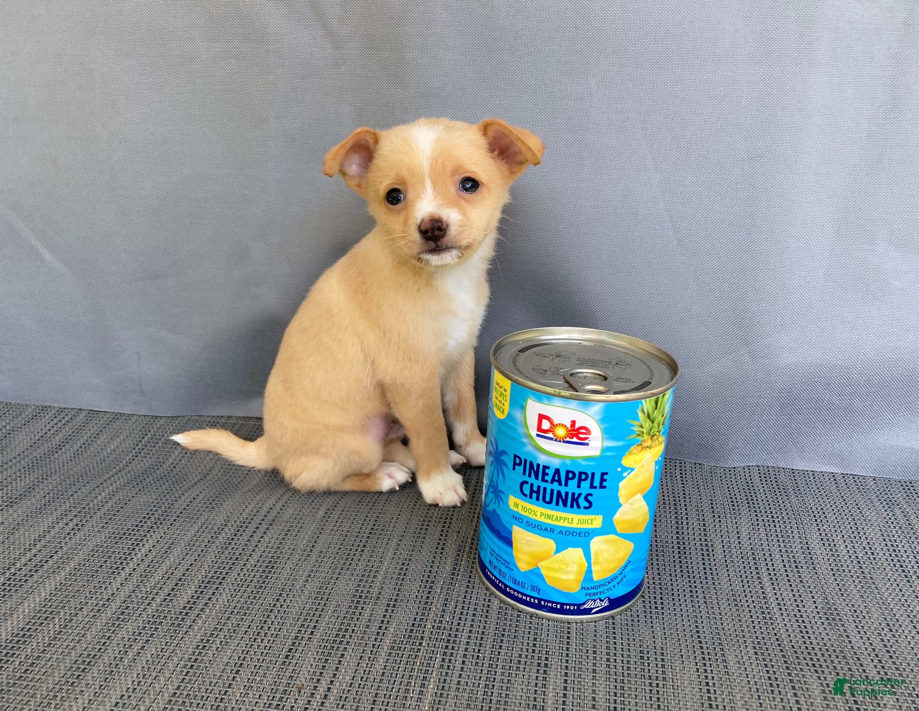 Chihuahua dogs Rudy - Ad 1