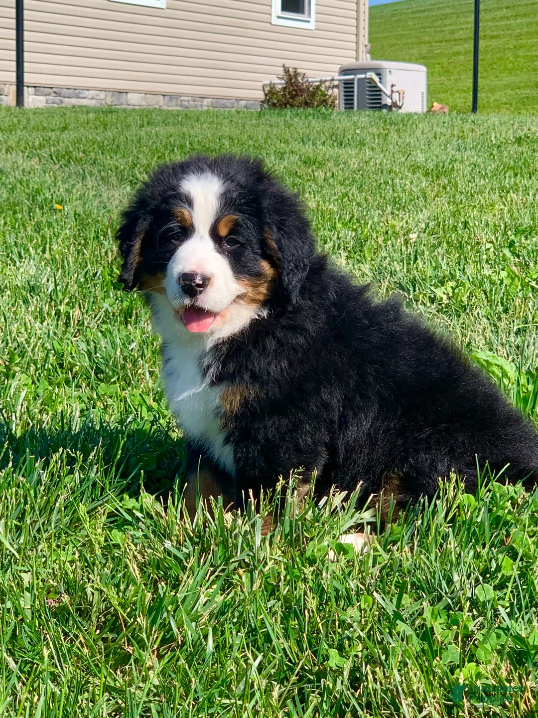 Bernese Mountain Dog dogs for sale: SweetPea - Ad 14