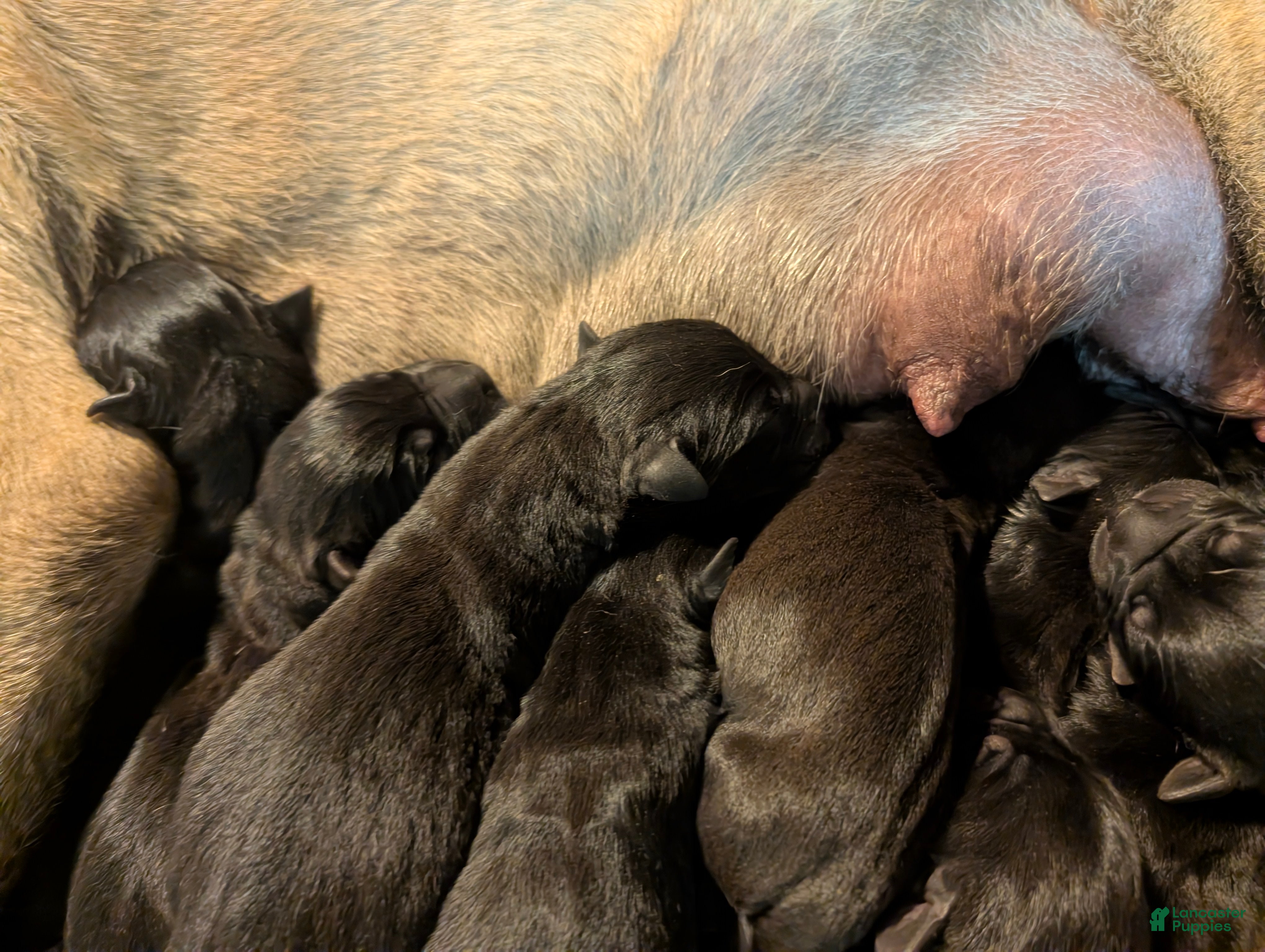 South African Boerboels dogs South African Boerboels Puppy 1 - Ad 1